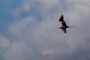 IMG_6093 - Copy - Copy - Copy