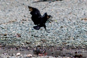 IMG_6119 - Copy - Copy - Copy