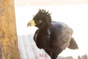 IMG_6162 - Copy - Copy - Copy