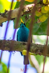 IMG_8343 - Copy - Copy - Copy